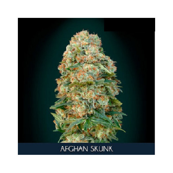 Afghan Skunk â&#153;&#128;  - 1